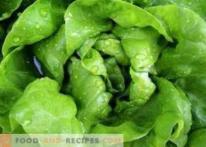 Како да ги замрзнете листовите од зелена салата за зима