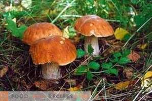 How to distinguish edible mushrooms from poisonous