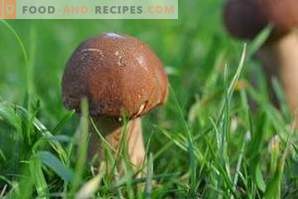Како да се замрзне печурки од порцини